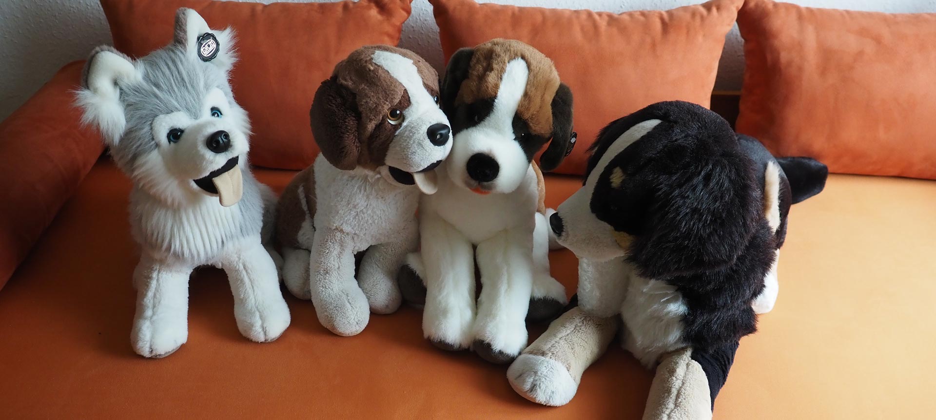 Meine plüschigen Vierbeiner (Husky, 2 Bernhardiner und ein Berner Sennenhund)